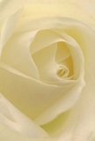 Peer closely into this cream-white rose and you're welcomed into a tender embrace of softly spiralling petals, their texture so gentle it could be caressed by the morning breeze along Canonbury's tree-lined walks. The delicate heart of the bloom unfurls with almost translucent grace, each ivory fold touched by subtle shadow and fragile light. An atmosphere of calm surrounds the rose, echoing the peace found in hidden community gardens or during quiet neighbourhood strolls. Ideal for conveying sympathy, admiration, or fresh beginnings, this rose's understated, sweet scent lingers delicately-much like cherished memories within Canonbury homes. The close perspective highlights not just the flower but also the artistry and compassion with which it was arranged by Flower Delivery Canonbury. In this single rose, the intersection of nature's perfection and local expertise is captured, making it a pure emblem of grace and heartfelt sentiment for any occasion in our close-knit Islington borough.